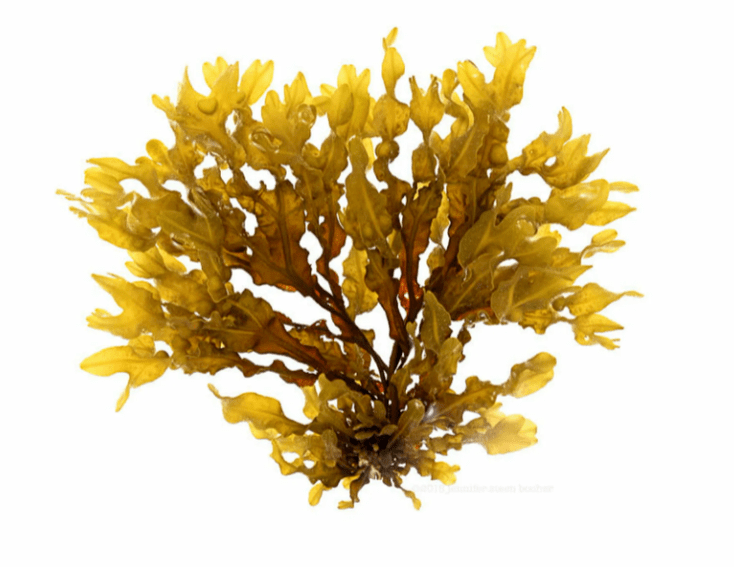 Fucus vesicularis ҳамчун қисми Inno Gialuron